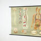 Educational pull-down Jung Koch school map human anatomy chart