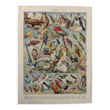 Planche illustrée vintage sur les oiseaux, perroquet, 1930