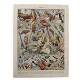 Vintage illustrated plate about birds (parrot) - 1930