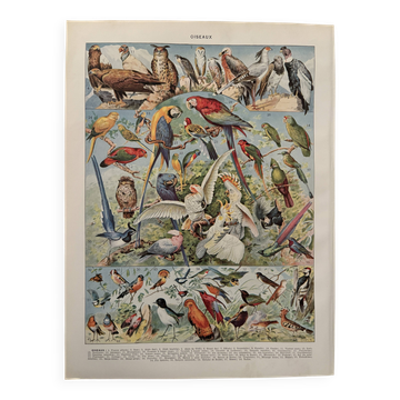 Planche illustrée vintage sur les oiseaux, perroquet, 1930