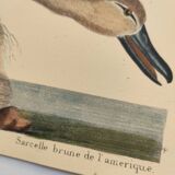 Antique bird engraving - Brown Teal - Ornithological plate by Seligmann & Catesby