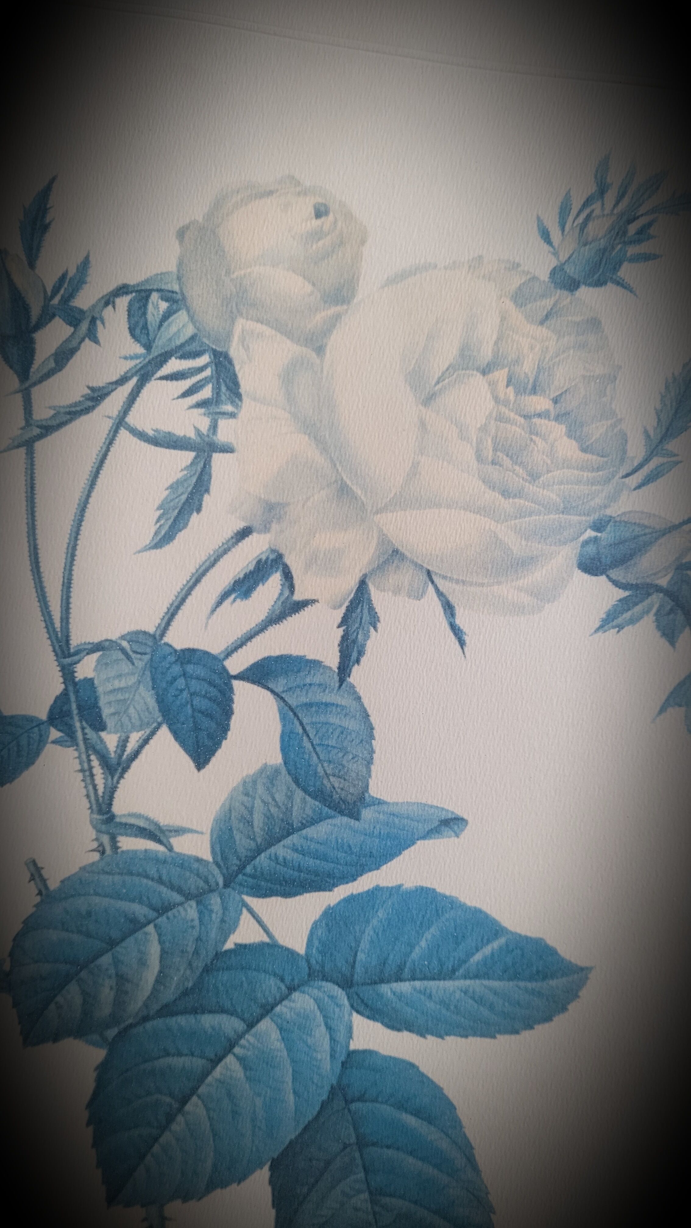 Frame illustration rose one hundred leaves foliaceous