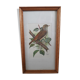 Bird frame