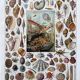 Illustration Millot "Mollusques"