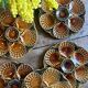 Set of 6 vintage ceramic oyster plates - Sarreguemines -