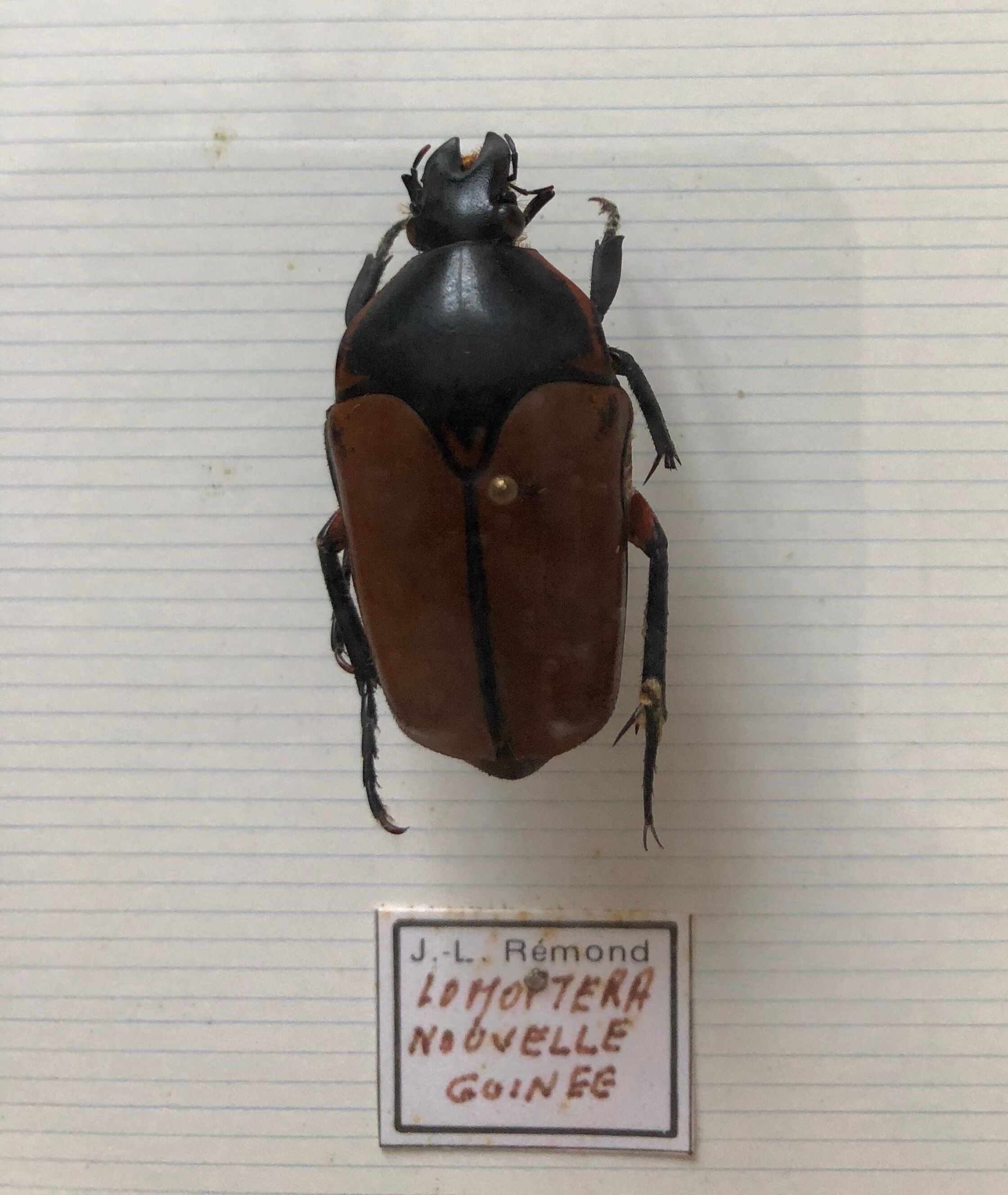 Naturalized beetle insects