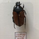 Naturalized beetle insects