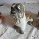 Set of 2 dogs bulldogs tighten biscuit books