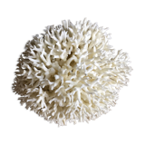 Corail nid