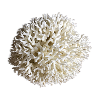 Coral nest