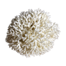 Coral nest