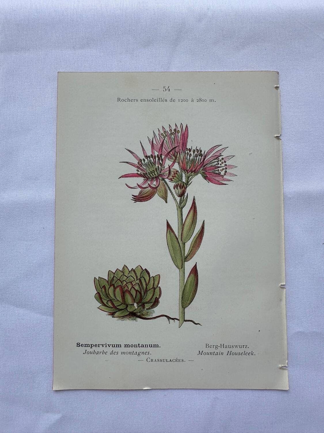 Botanical engraving 18th century French naturalist plate double-sided