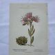 Botanical engraving 18th century French naturalist plate double-sided