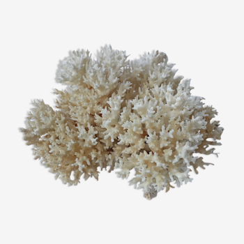 Corail buisson