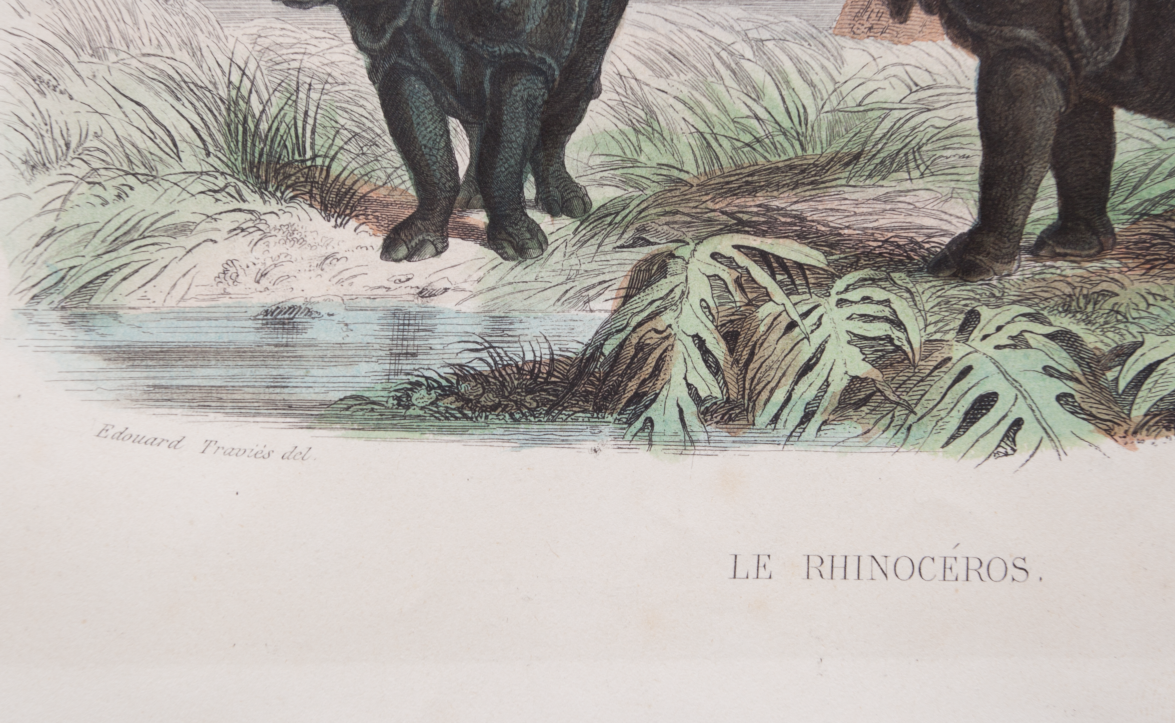 Vintage animal engraving illustration - Buffon 1850