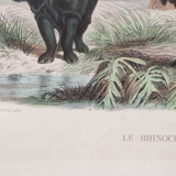 Vintage animal engraving illustration - Buffon 1850