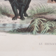 Illustration gravure animal vintage - Buffon 1850