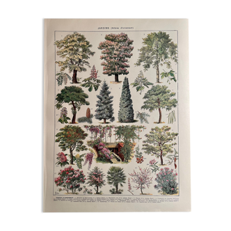 Lithograph on the gardens of 1928 (locust tree)