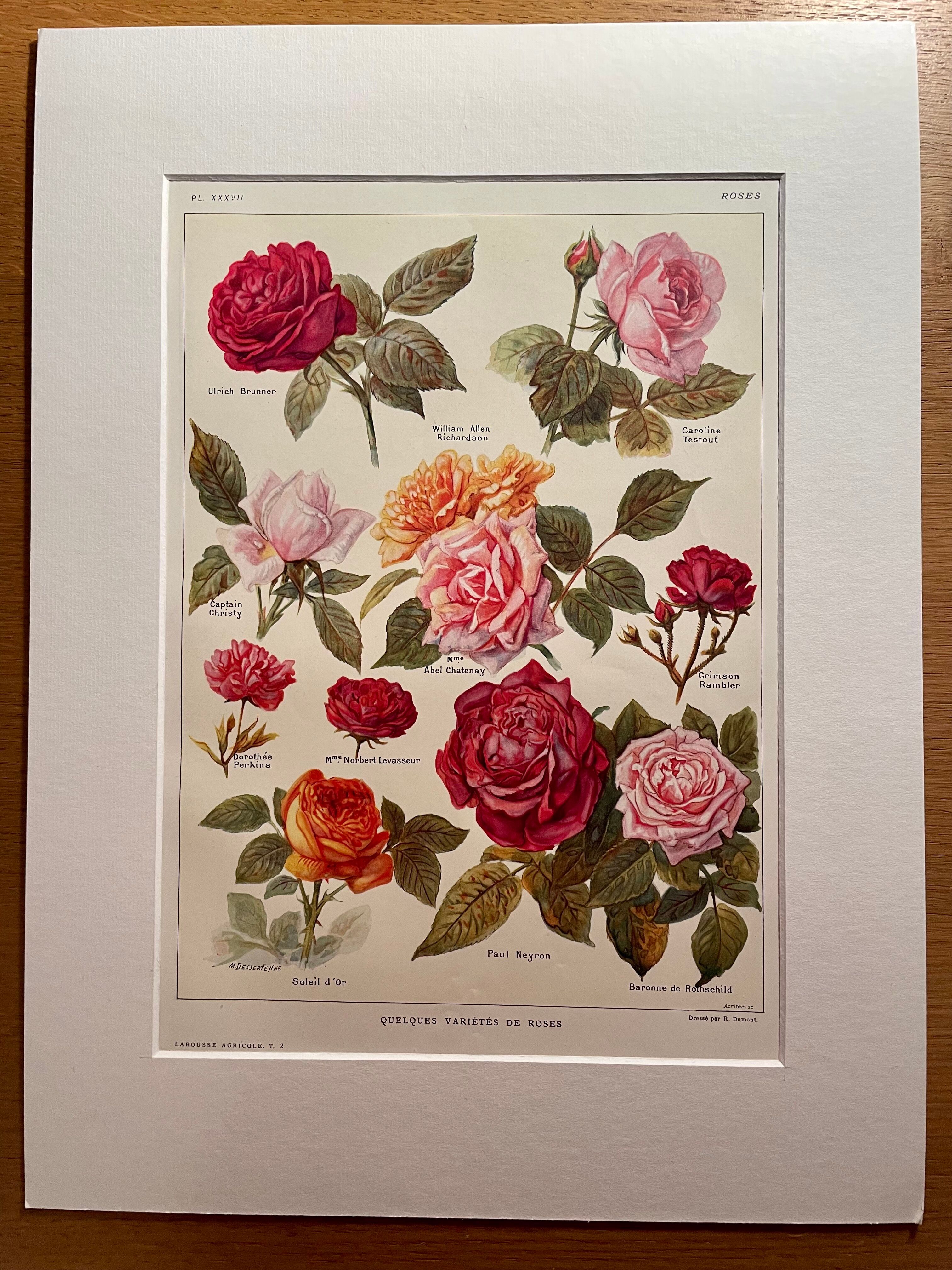 Lithograph on roses - 1920