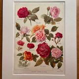 Lithograph on roses - 1920
