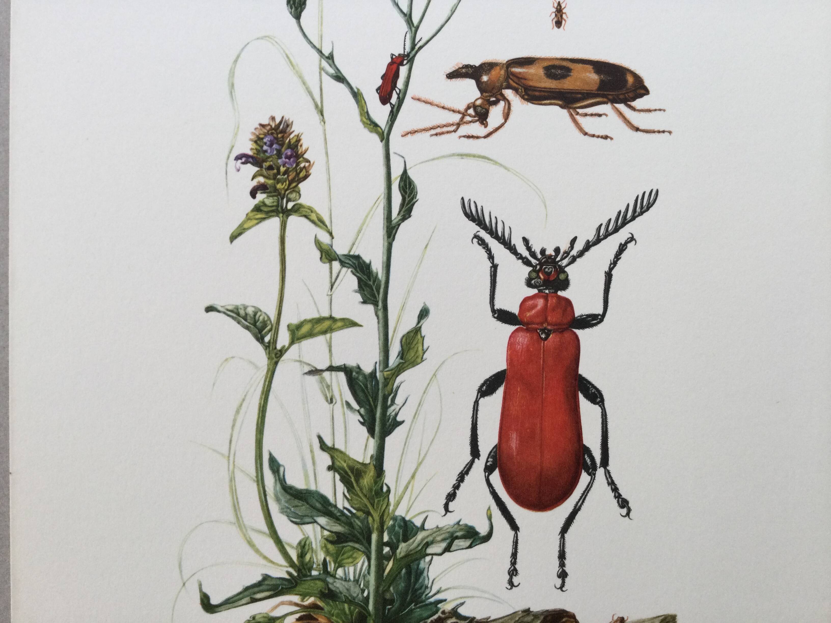 Antique Insect Illustration, Vintage Print, 1960s