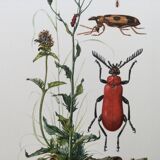 Antique Insect Illustration, Vintage Print, 1960s