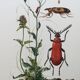 Antique Insect Illustration, Vintage Print, 1960s
