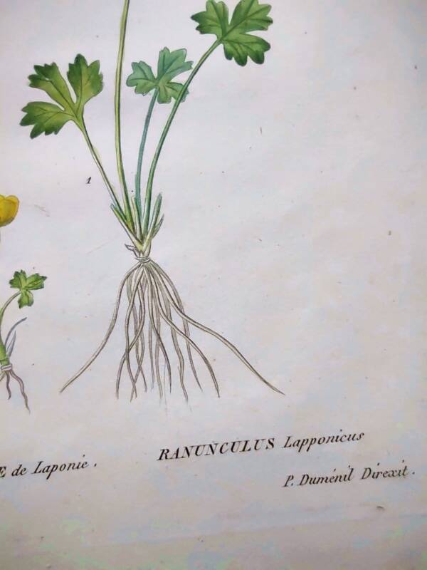 Antique botanical engraving from 1829 - Lapland buttercup - By PA Poiteau