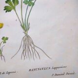 Antique botanical engraving from 1829 - Lapland buttercup - By PA Poiteau