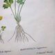 Antique botanical engraving from 1829 - Lapland buttercup - By PA Poiteau