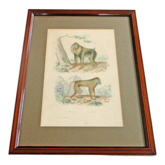 Animal engraving xixth illustration travies art framing cabinet of curiosities n° 7