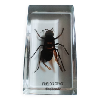 Authentic Giant Hornet in resin inclusion.
