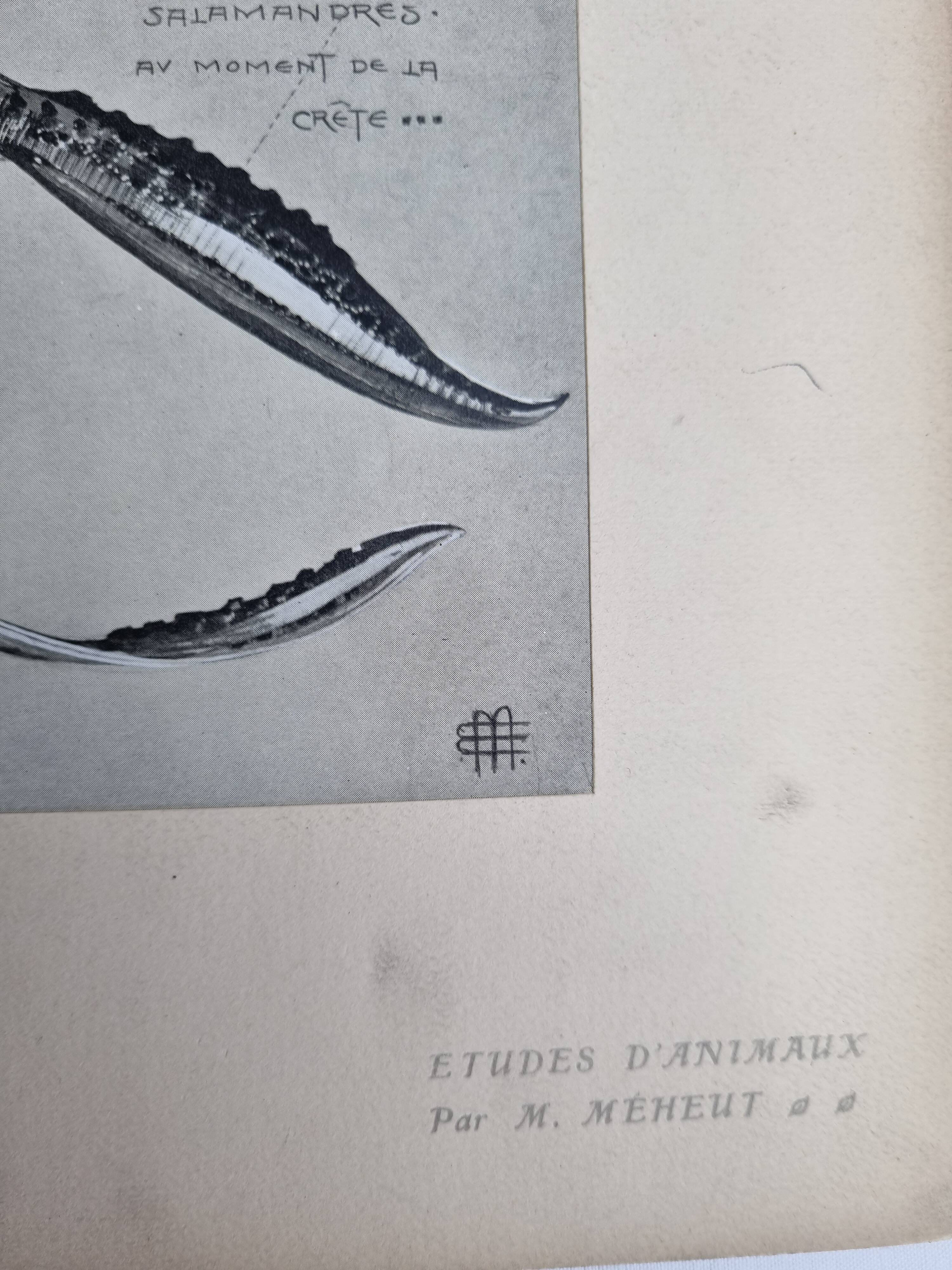 Two original plates "Etudes d'Animaux" by Mathurin Méheut, 1911