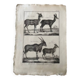 Engraving Old book 18th century Buffon, Bonnaterre, Natural history