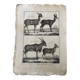 Engraving Old book 18th century Buffon, Bonnaterre, Natural history
