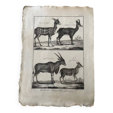 Engraving Old book 18th century Buffon, Bonnaterre, Natural history