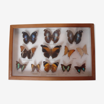 Naturalized butterflies collection from 1960/70