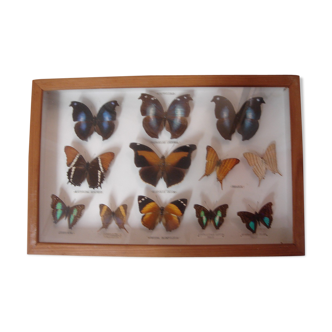 Naturalized butterflies collection from 1960/70