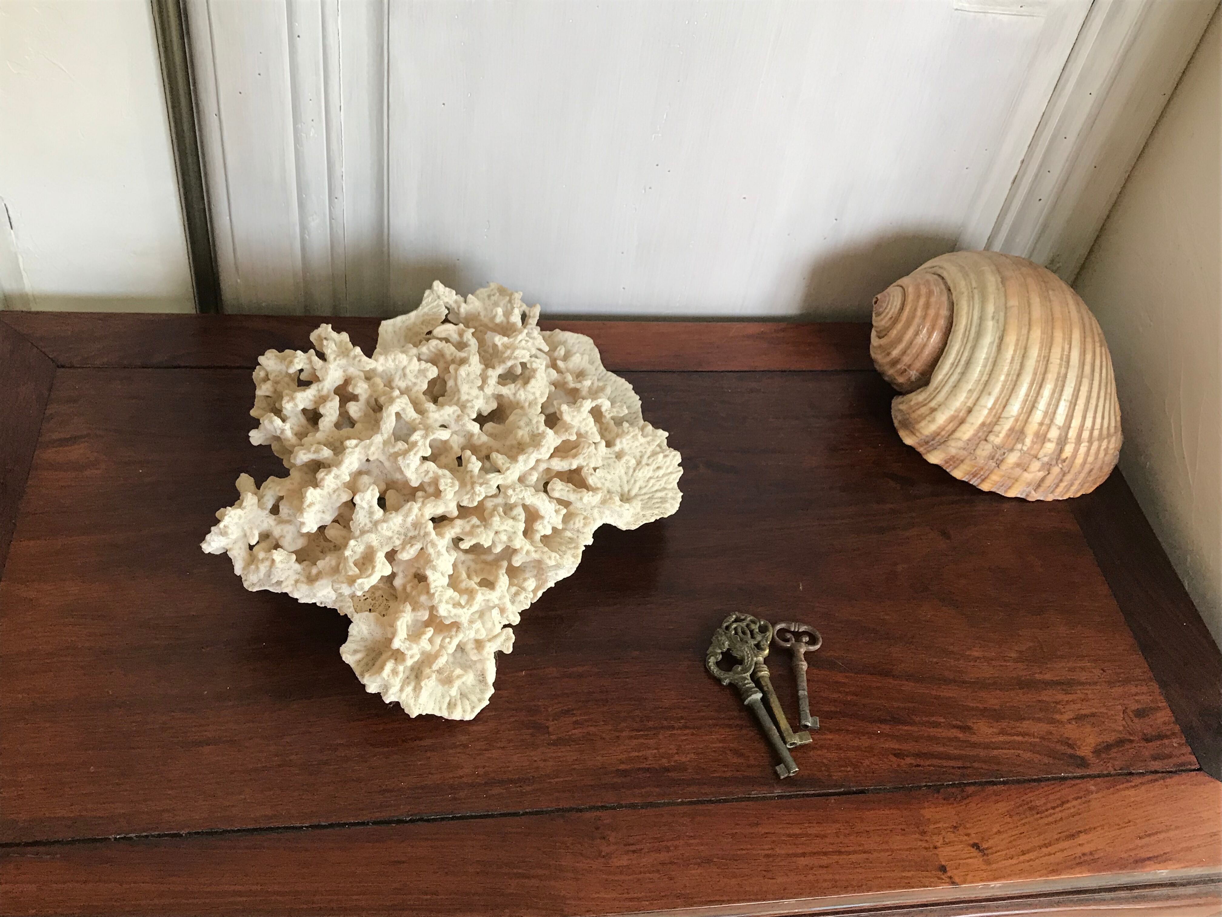 Ancient white coral 27X20 cm