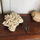 Ancient white coral 27X20 cm