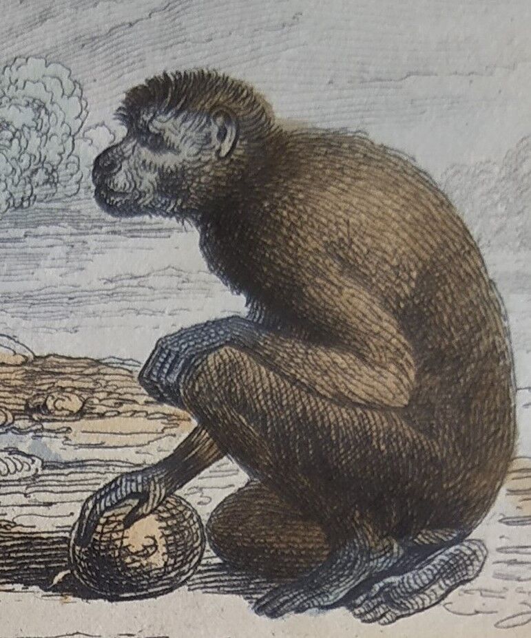 Original zoological board "Magot - Grand Papion - Ouanderou" Buffon 1840