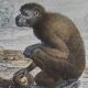 Original zoological board "Magot - Grand Papion - Ouanderou" Buffon 1840