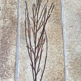 Roger Capron Herbier - Rectangular coffee table with patinated steel frame