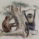 Original zoological board "Magot - Grand Papion - Ouanderou" Buffon 1840