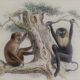 Original zoological board "Magot - Grand Papion - Ouanderou" Buffon 1840