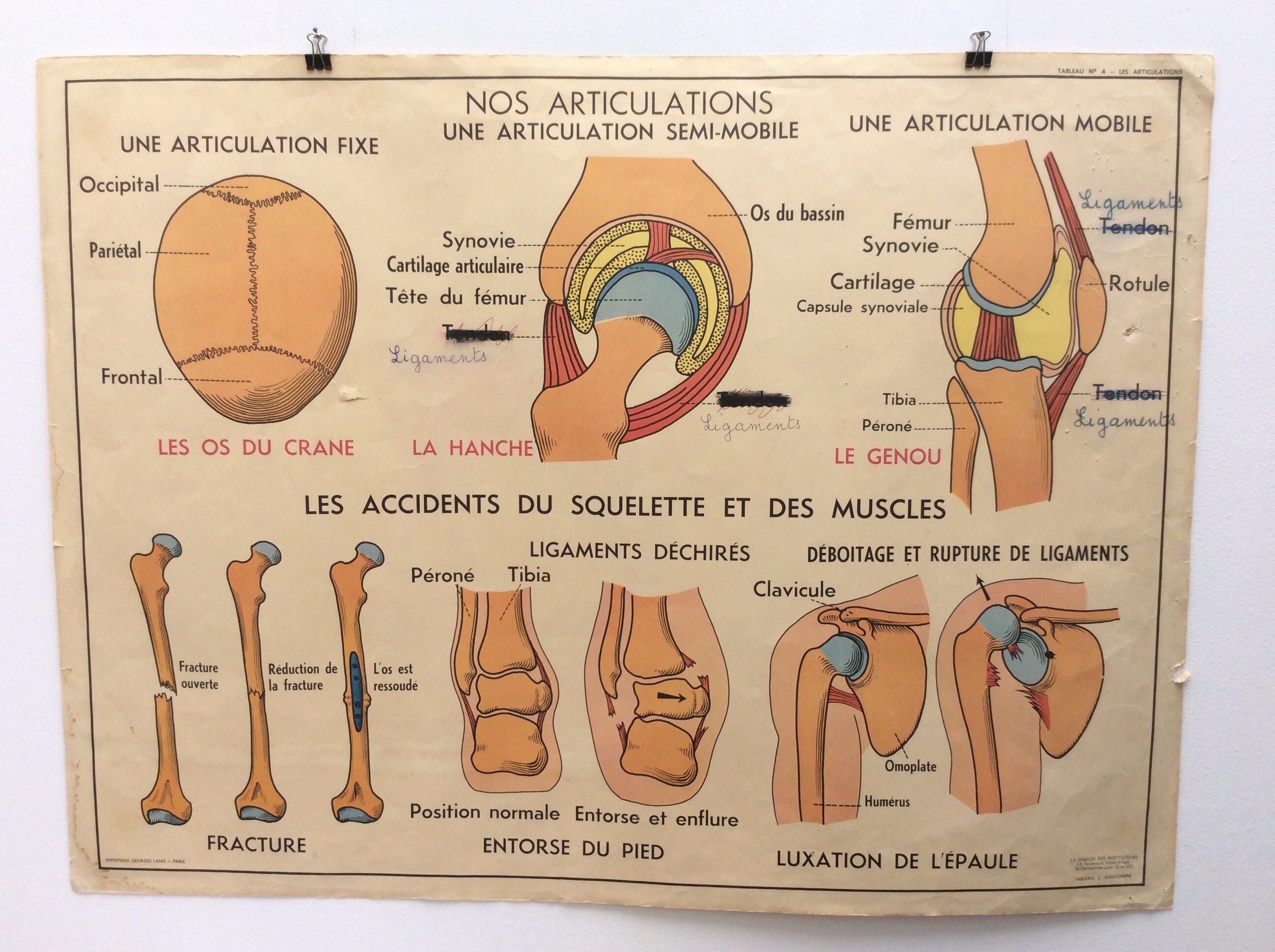 Affiche anatomie le squelette / les articulations