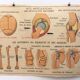 Affiche anatomie le squelette / les articulations