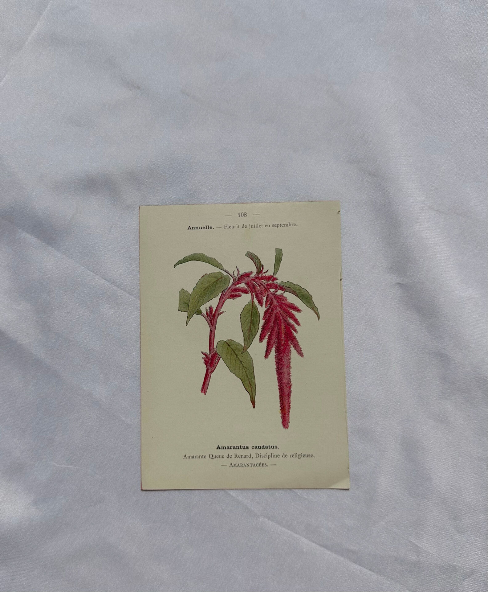 🌿 Botanical Plate Old Naturalist Engraving 19th Century Double-Sided A