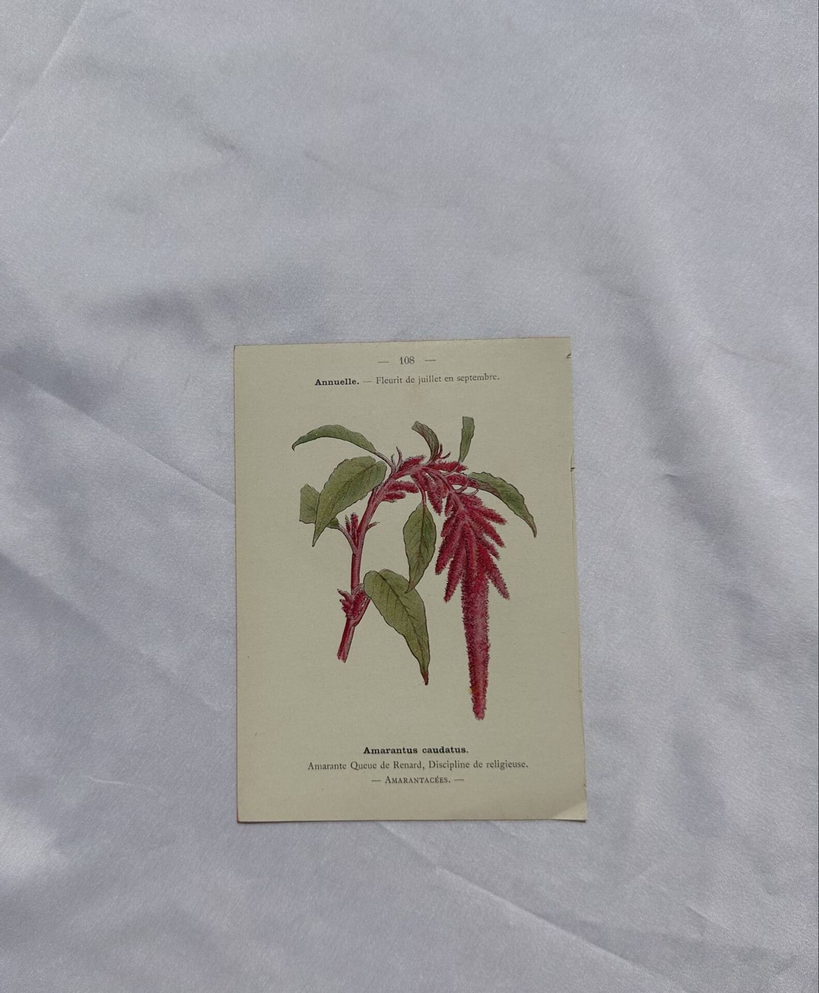 🌿 Botanical Plate Old Naturalist Engraving 19th Century Double-Sided A
