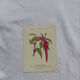 🌿 Botanical Plate Old Naturalist Engraving 19th Century Double-Sided A